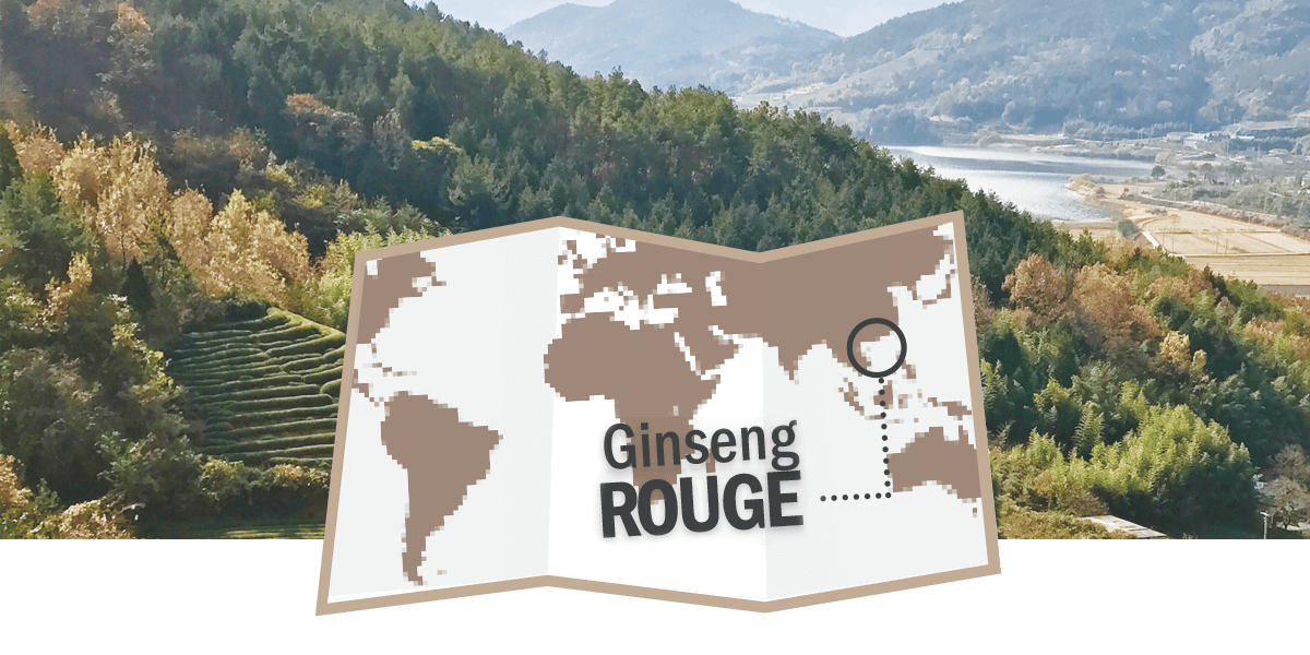 Ginseng rouge